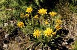 Senecio_incanus_T_Z9R1838.JPG