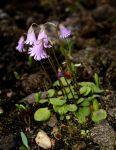 Soldanella_pusilla_TOM_8763.JPG