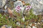 Thymus_boissieri_TOM_2012.JPG
