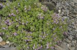 Thymus_cilicicus_TOM_9994.JPG