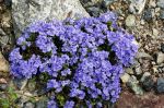 Veronica_caespitosa_TOM_8894.JPG
