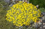 Vitaliana_primuliflora_subsp_praetutiana_TOM_8859.JPG