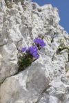 Campanula zoysii