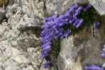 Campanula zoysii