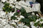 Cyclamen purpurascens