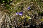 Pinguicula leptoceras