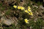 Pulsatilla alpina subsp. apiifolia