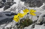 Papaver rhaeticum