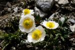 Ranunculus glacialis