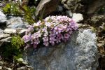 Androsace alpina