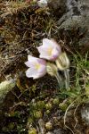 Pulsatilla vernalis