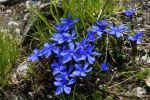 Gentiana verna