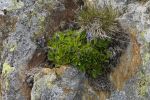 Veronica bellidioides