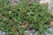 Acaena poeppigiana