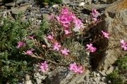 Acantholimon saxifragiforme