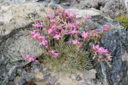 Acantholimon saxifragiforme