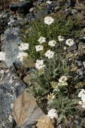 Achillea fraasii