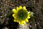 Adonis amurensis 'Sandanzaki'