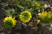 Adonis amurensis 'Sandanzaki'