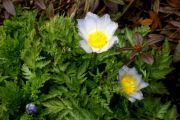 Adonis davidii