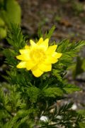 Adonis sibirica