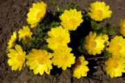 Adonis vernalis