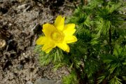 Adonis volgensis