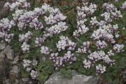 Aethionema_oppositifolium_TOM_9758_m0.jpg
