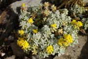 Alyssum oxycarpum