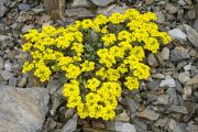 Alyssum oxycarpum