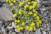 Alyssum propinquum