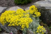 Alyssum stribrnyi