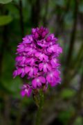 Anacamptis pyramidalis