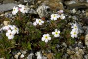 Androsace baltistanica