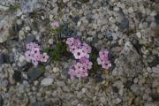 Androsace_brachystegia_TOM_2271.JPG