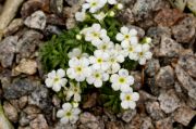 Androsace_cylindrica_TOM_9454.JPG
