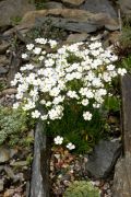 Androsace lactea