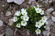 Androsace_mathildae_TOM_0123.jpg