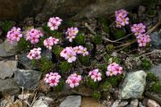 Androsace mucroniifolia