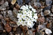 Androsace_vandellii_TOM_6483.JPG