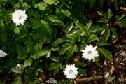 Anemone nemorosa 'Blue Eyes'