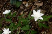 Anemone nemorosa 'Vestal'