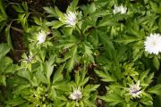 Anemone nemorosa 'Virescens'