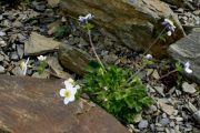 Anemone obtusiloba