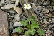 Anemone obtusiloba