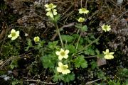 Anemone obtusiloba