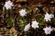 Anemonella thalictroides Cameo