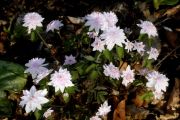 Anemonella thalictroides 'Cameo'