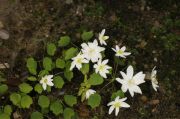 Anemonella thalictroides Diamant