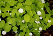 Anemonella_thalictroides_Double_White_TOM_6166.JPG